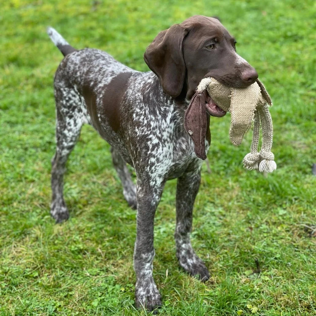 Desmond the Duck dog toy