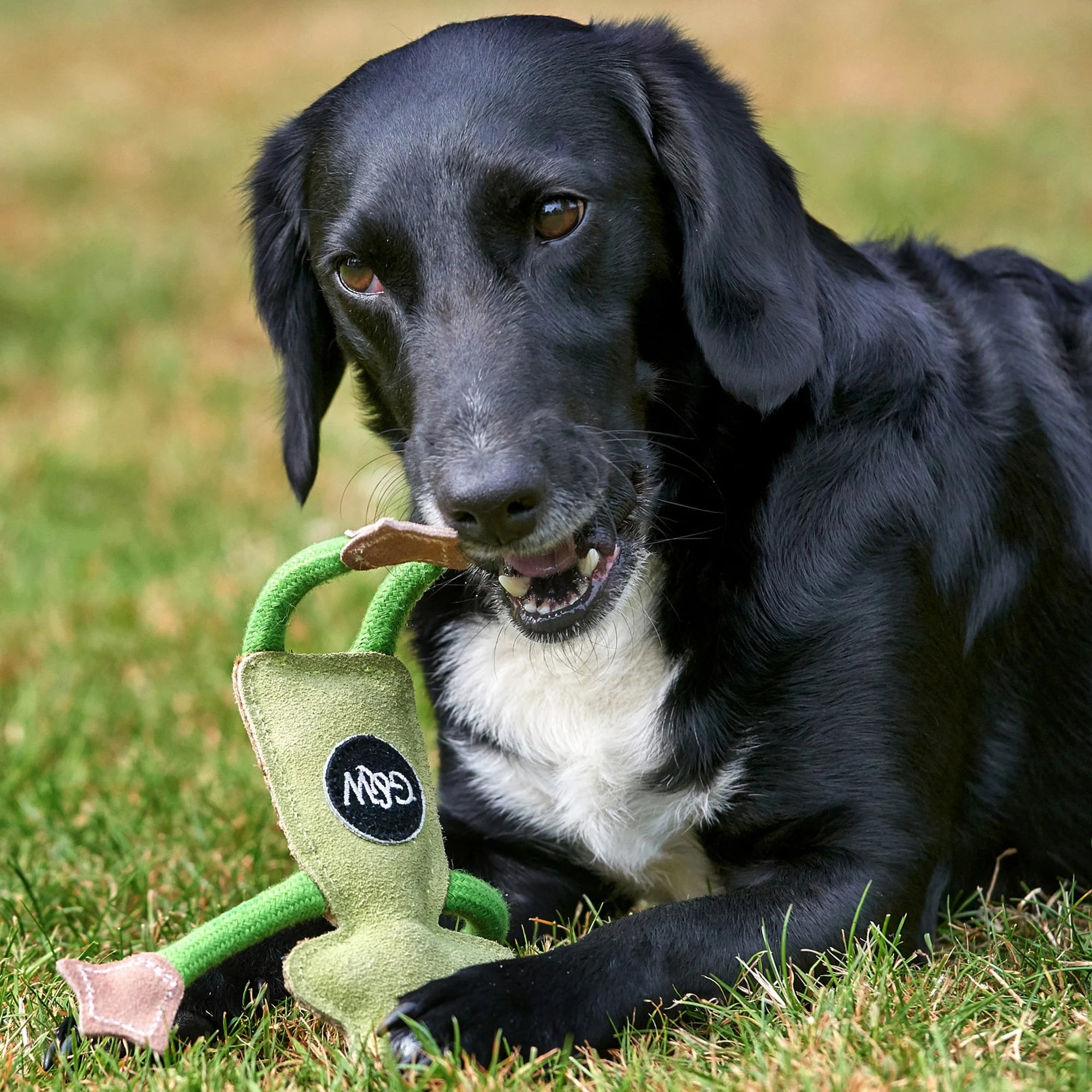 Francois Le Frog eco dog toy