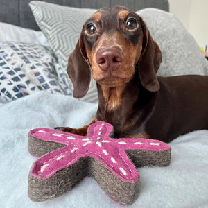 Stanley the starfish with dog