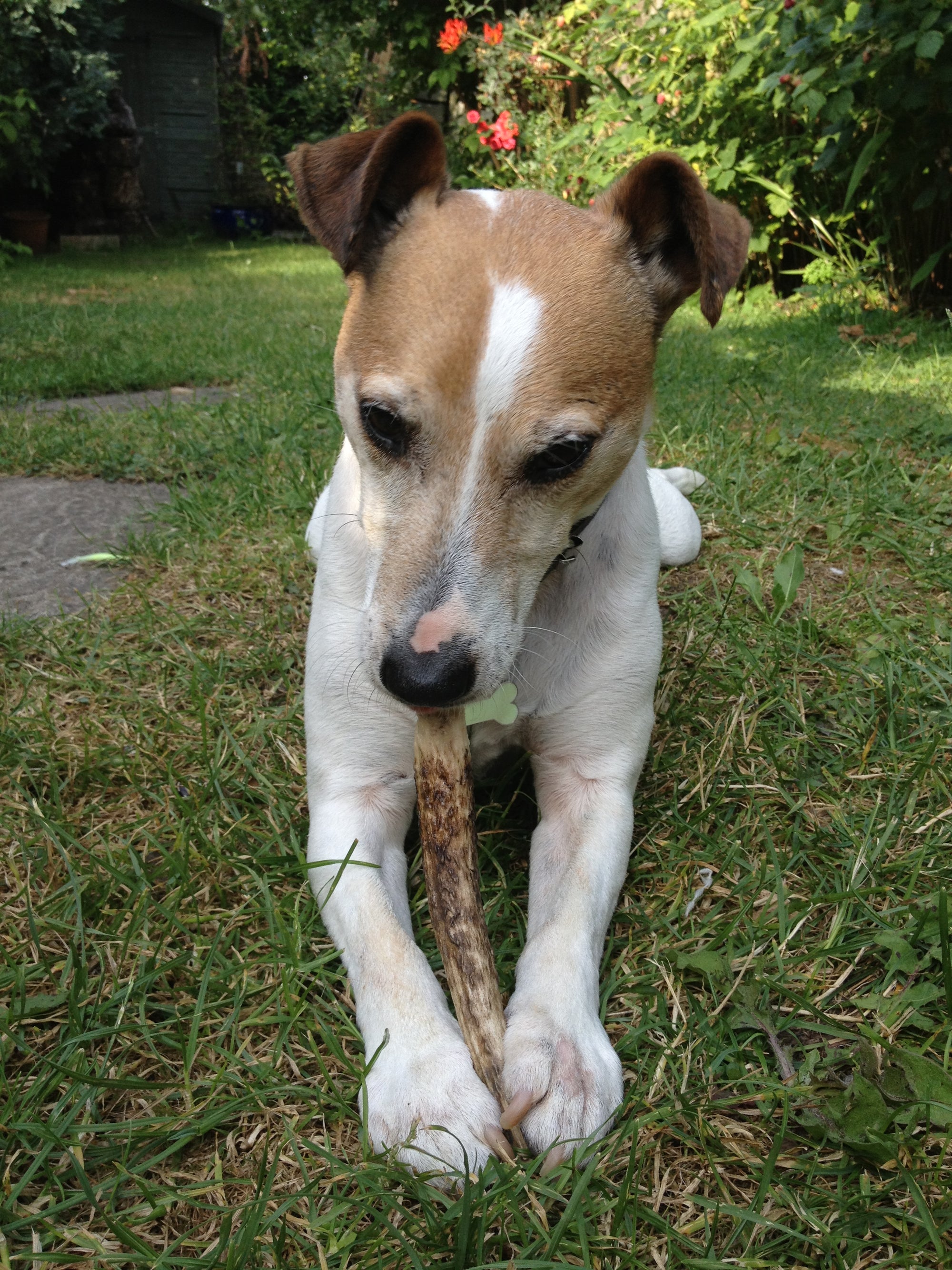 Dog chewing a premium highland antler chew