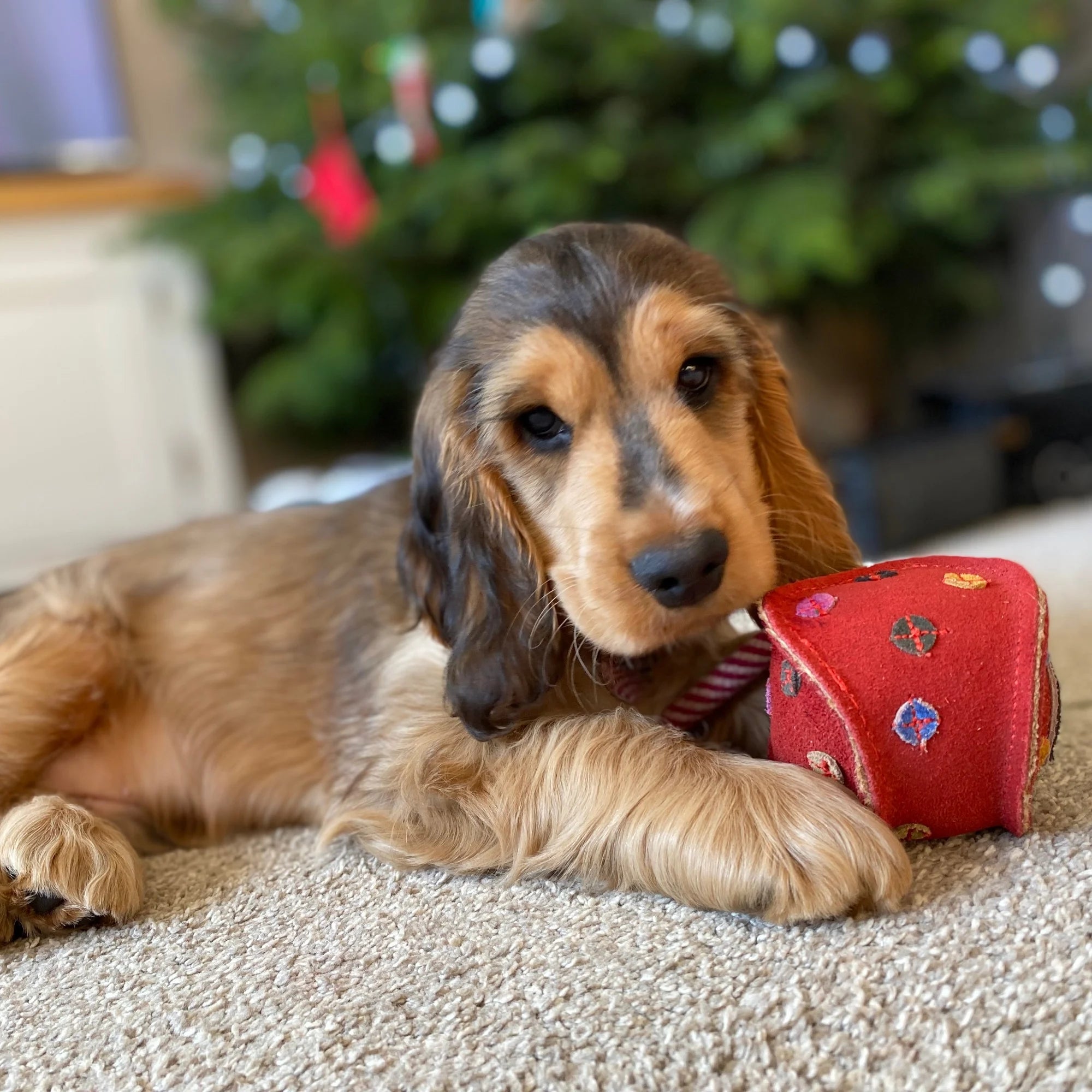 Monsieur Bauble with Spaniel puppy