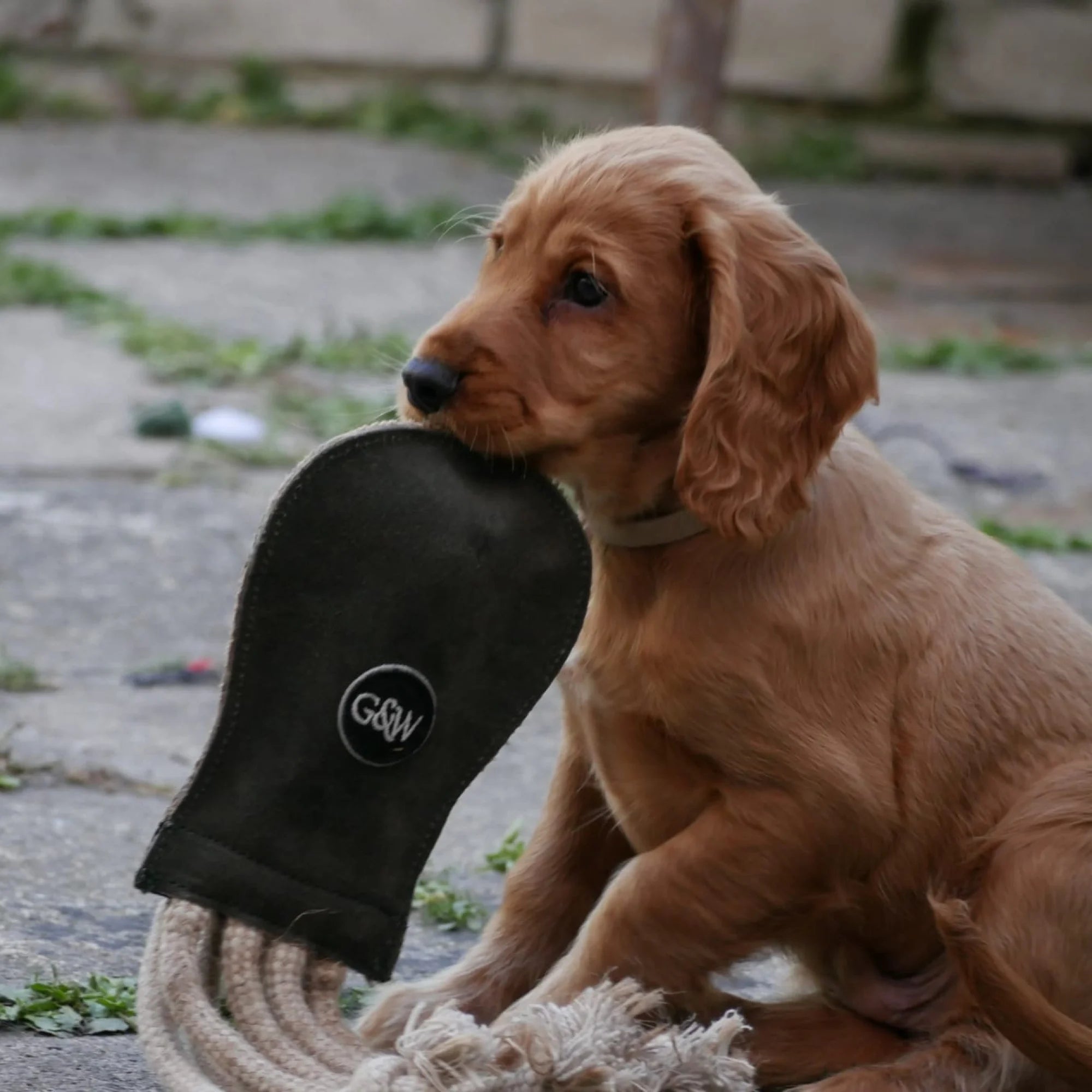 Olive the Octopus with a puppy