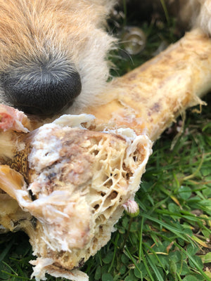 Ostrich bone dog chew honeycomb interior