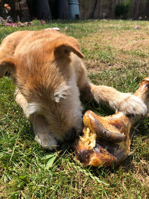 Ostrich Bone dog chew