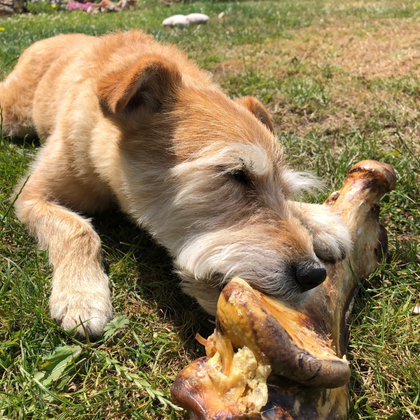 Ostrich bone dog chew