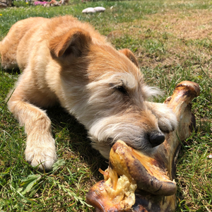 Ostrich Bone dog chew