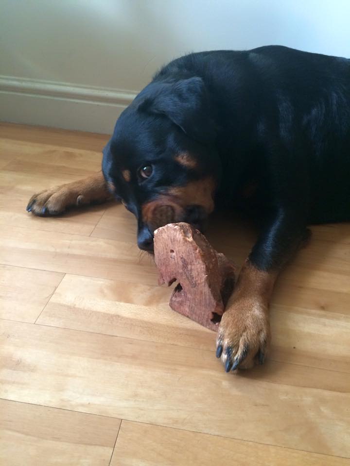 Dog enjoying a chew root