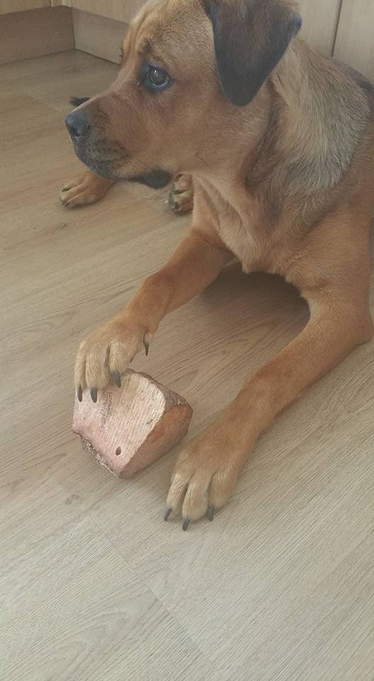 Dog enjoying a chew root