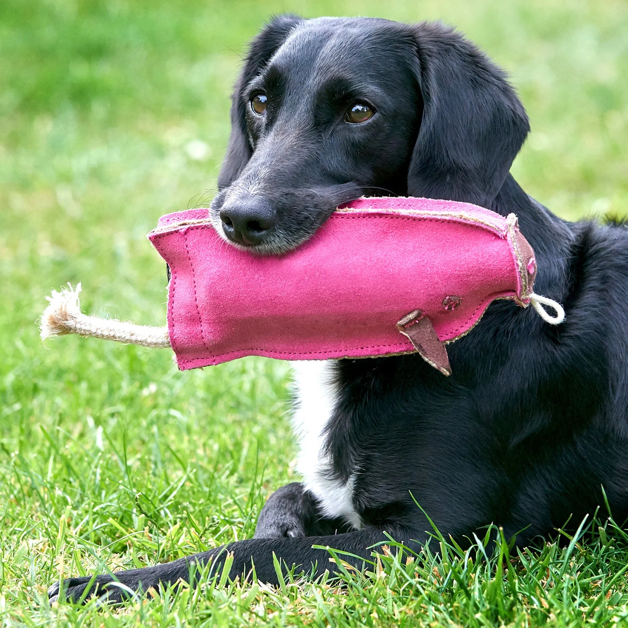 Peggy the Pig with dog